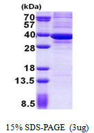 SDS-PAGE gel of recombinant human ATP5C1 protein under reducing conditions stained with Coomassie blue