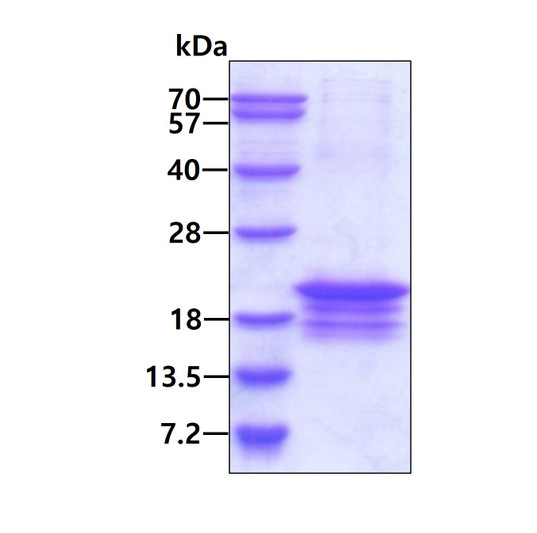 SDS-PAGE gel showing recombinant human DNA polymerase epsilon 3 POLE3 protein under reducing conditions stained with Coomassie blue