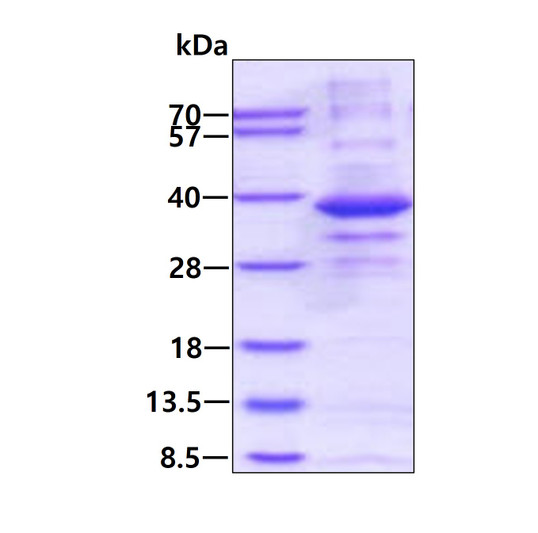 SDS-PAGE gel of recombinant human CPPED1 protein 3µg under reducing conditions Coomassie blue stain