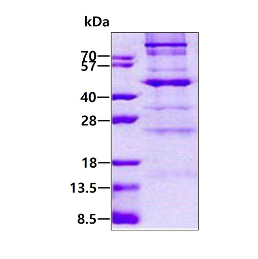 SDS-PAGE of recombinant human C1GalT1 C1GalT1C1 protein under reducing conditions