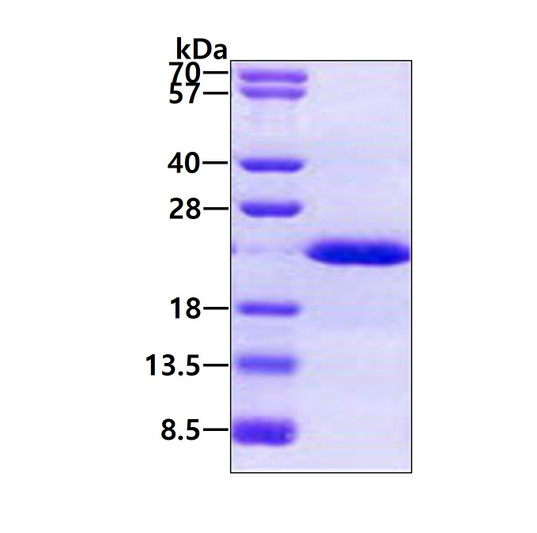 SDS-PAGE gel of recombinant human Desert Hedgehog Dhh C23II protein under reducing conditions