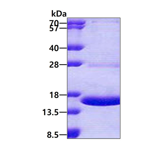 SDS-PAGE gel of recombinant human MPZL1 protein stained with Coomassie blue