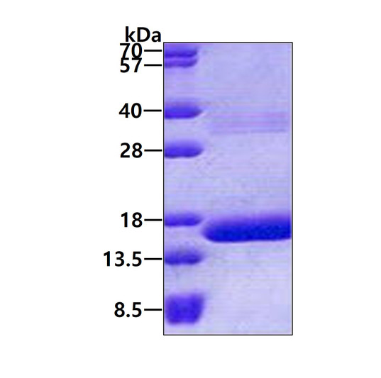 SDS-PAGE gel of recombinant human HBQ1 protein 3µg under reducing conditions Coomassie blue stain