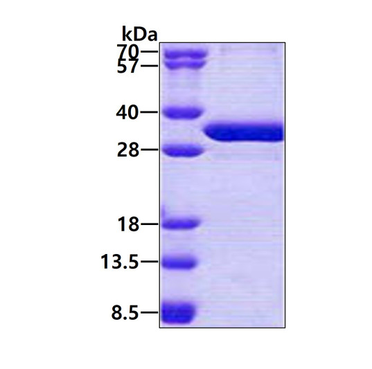 SDS-PAGE gel of recombinant human NSMCE1 protein 3µg under reducing conditions Coomassie blue stain
