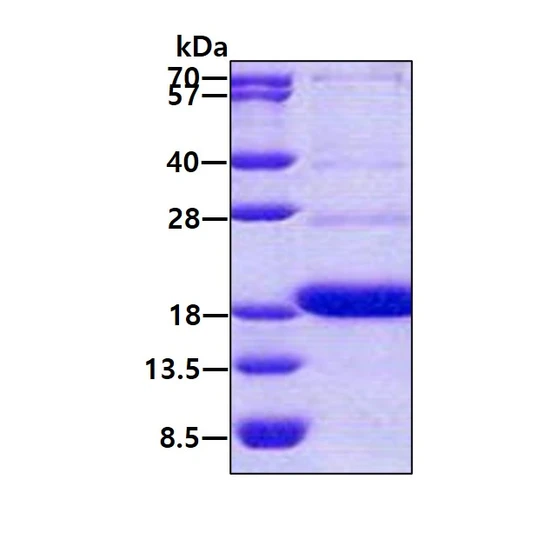 SDS-PAGE gel showing recombinant human CD300A protein 3µg under reducing conditions Coomassie blue stain
