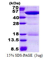 SDS-PAGE gel showing recombinant human NCK2 protein 3µg under reducing conditions Coomassie blue stain