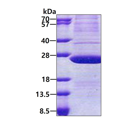 SDS-PAGE gel of recombinant human ATP5H protein under reducing conditions Coomassie blue stain