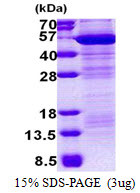 SDS-PAGE of recombinant human EMP MAEA protein under reducing conditions stained with Coomassie blue