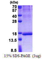 SDS-PAGE gel of recombinant human ISOC2 protein under reducing conditions Coomassie blue stain