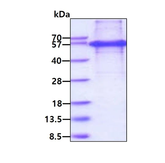 SDS-PAGE gel of recombinant human KAP1 protein 3µg under reducing conditions Coomassie blue stain
