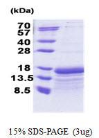 SDS-PAGE gel of recombinant human TAF10 protein under reducing conditions Coomassie blue stain