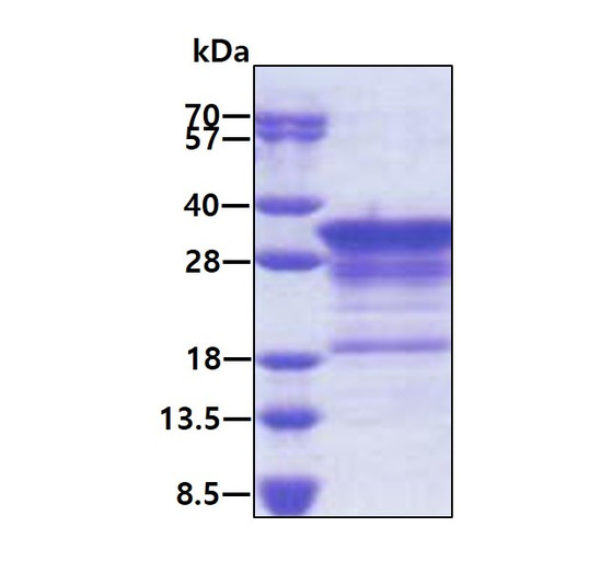 SDS-PAGE gel of recombinant human MBP protein under reducing conditions visualized by Coomassie blue stain