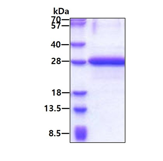 SDS-PAGE gel of recombinant human NABP1 protein 3µg under reducing conditions stained with Coomassie blue