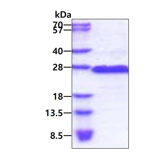 SDS-PAGE gel of recombinant human GAGE2D protein under reducing conditions stained with Coomassie blue