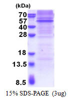 SDS-PAGE gel of recombinant mouse RAPSN protein under reducing conditions with Coomassie blue stain