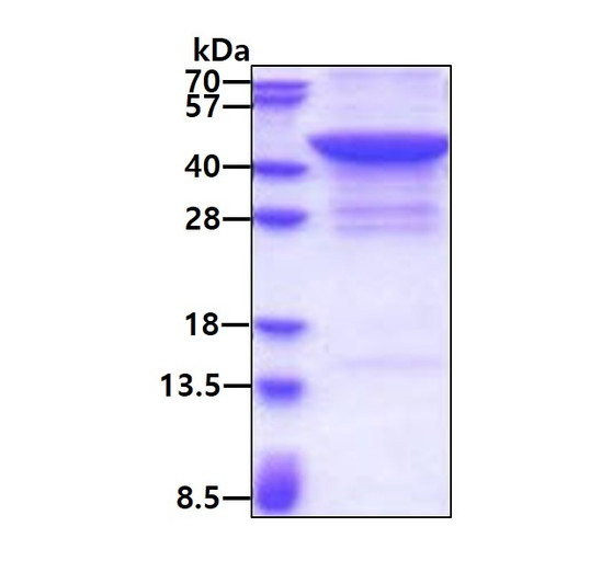 SDS-PAGE gel of recombinant human JMJD7 protein 3µg stained with Coomassie blue