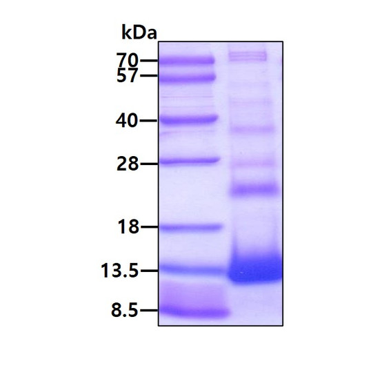 SDS-PAGE gel of recombinant human CMC4 protein 3µg under reducing conditions Coomassie blue stain