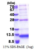 SDS-PAGE gel of recombinant human NREP protein 3µg reducing conditions Coomassie blue stain