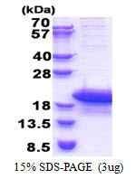 SDS-PAGE gel of recombinant human ARPP19 protein 3µg under reducing conditions with Coomassie blue stain