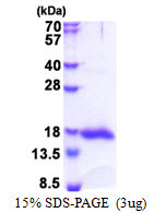 SDS-PAGE gel showing recombinant human Galectin-13 LGALS13 protein 3µg under reducing conditions