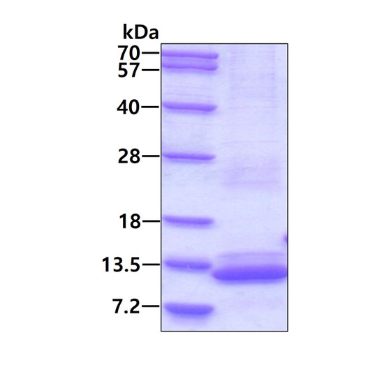 SDS-PAGE gel of recombinant human BRK1 protein 3μg reducing conditions Coomassie blue stain