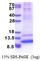 SDS-PAGE of recombinant human GNG4 protein under reducing conditions stained with Coomassie blue
