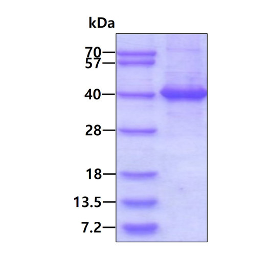 SDS-PAGE gel of recombinant human RLBP1 protein 3μg under reducing conditions stained with Coomassie blue