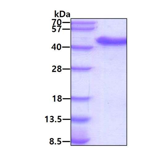 SDS-PAGE gel showing recombinant human USP46 UAF1 protein under reducing conditions stained with Coomassie blue