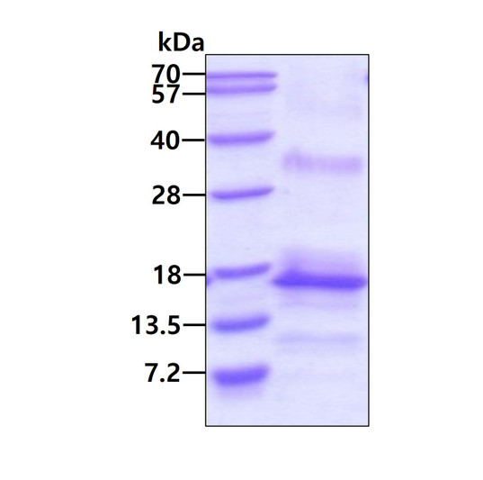 SDS-PAGE gel showing 3ug recombinant human CNPY1 protein under reducing conditions stained with Coomassie blue