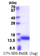 SDS-PAGE gel of recombinant human CNN2 protein 3µg under reducing conditions Coomassie stain