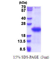 SDS-PAGE gel showing recombinant human GTSF1 protein under reducing conditions with Coomassie blue stain