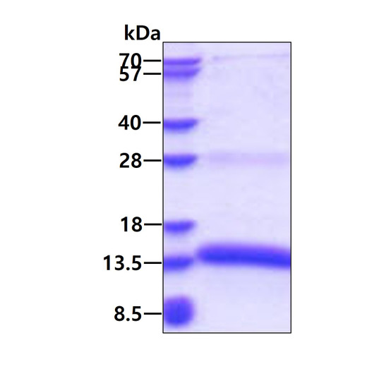 SDS-PAGE gel of recombinant human MZB1 protein under reducing conditions Coomassie blue stain