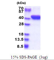 SDS-PAGE gel of recombinant human MESDC1 protein 3µg under reducing conditions Coomassie blue stain