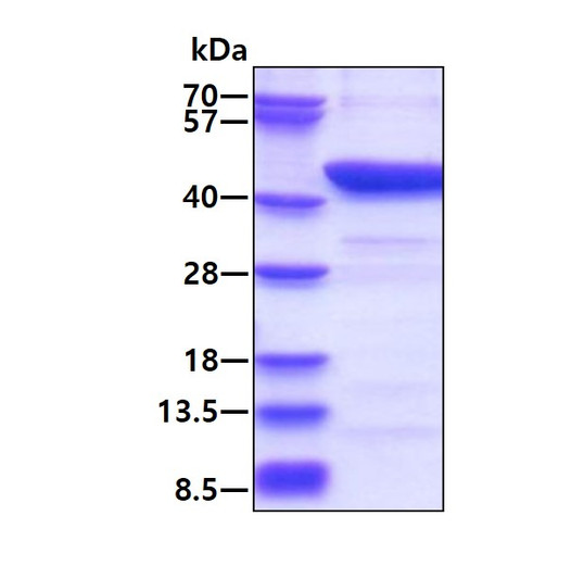 SDS-PAGE of recombinant human IDO protein 3µg under reducing conditions Coomassie blue stain