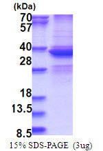 SDS-PAGE gel of recombinant human DDX39A protein under reducing conditions stained with Coomassie blue
