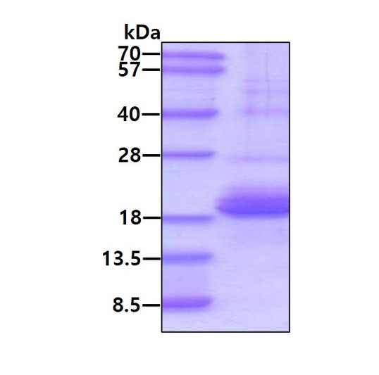 SDS-PAGE gel of recombinant human SP-D protein 3μg under reducing conditions Coomassie blue stain
