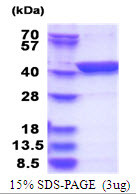 SDS-PAGE of recombinant human LANCL1 protein under reducing conditions with Coomassie blue stain