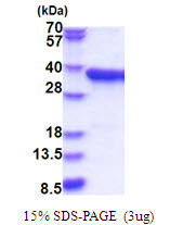 SDS-PAGE gel of recombinant human PPA2 protein 3µg under reducing conditions Coomassie blue stain