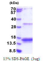 SDS-PAGE of recombinant human 4E-BP3 EIF4EBP3 protein under reducing conditions