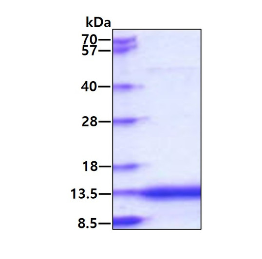 SDS-PAGE gel of recombinant human CAMK2N2 protein under reducing conditions Coomassie blue stain