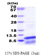 SDS-PAGE gel of recombinant human GNG13 protein under reducing conditions stained with Coomassie blue