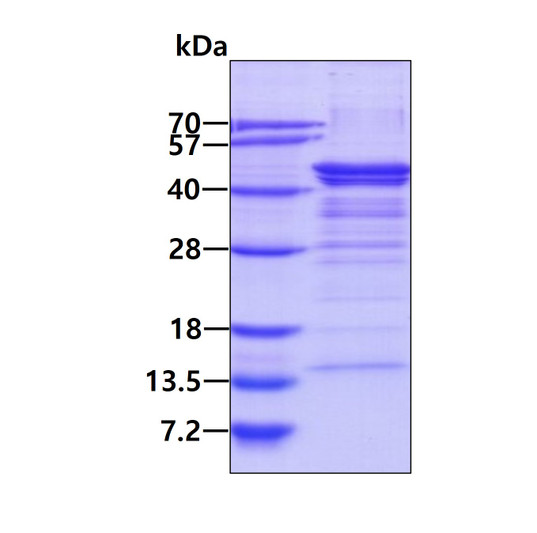 SDS-PAGE gel of recombinant human NDEL1 protein 3μg under reducing conditions stained with Coomassie blue