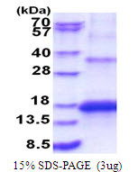 SDS-PAGE gel showing recombinant human KCNMB3 protein 3μg under reducing conditions Coomassie blue stain