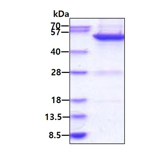 SDS-PAGE gel of recombinant human MINA protein stained with Coomassie blue