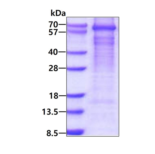 SDS-PAGE of recombinant human GAD1 GAD67 protein under reducing conditions with Coomassie blue stain