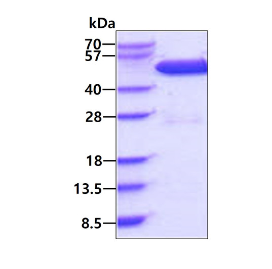 SDS-PAGE gel of recombinant human CSK protein 3µg under reducing conditions stained with Coomassie blue