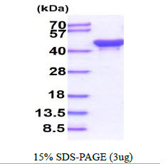 SDS-PAGE gel showing recombinant E. coli ackA protein under reducing conditions Coomassie blue stain