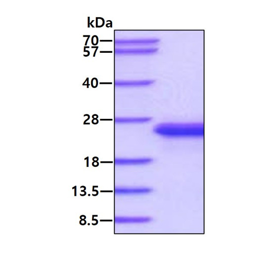 SDS-PAGE gel of recombinant mouse IL-33 protein under reducing conditions Coomassie blue stain