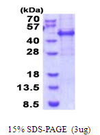 SDS-PAGE gel of recombinant human MEIS3 protein 3 μg under reducing conditions stained with Coomassie blue