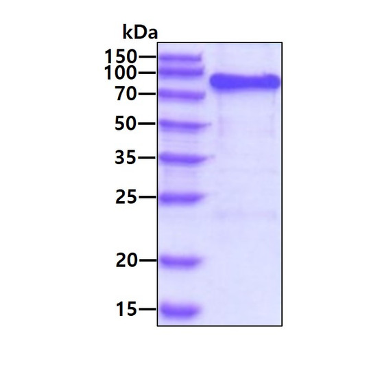 SDS-PAGE gel of recombinant human AMPD2 protein 3µg under reducing conditions Coomassie stain